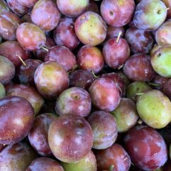 Plums - Marjorie Seedling