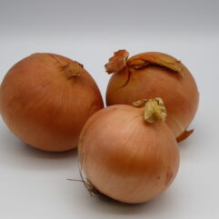 Onion - English