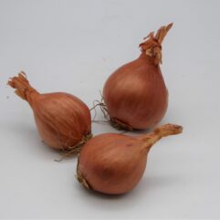 Shallot - Round