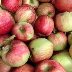 Apple - Delbarestivale