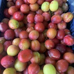 Plums - Victoria
